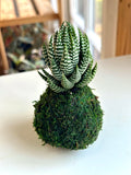 Mini Haworthia Coarctata Kokedama