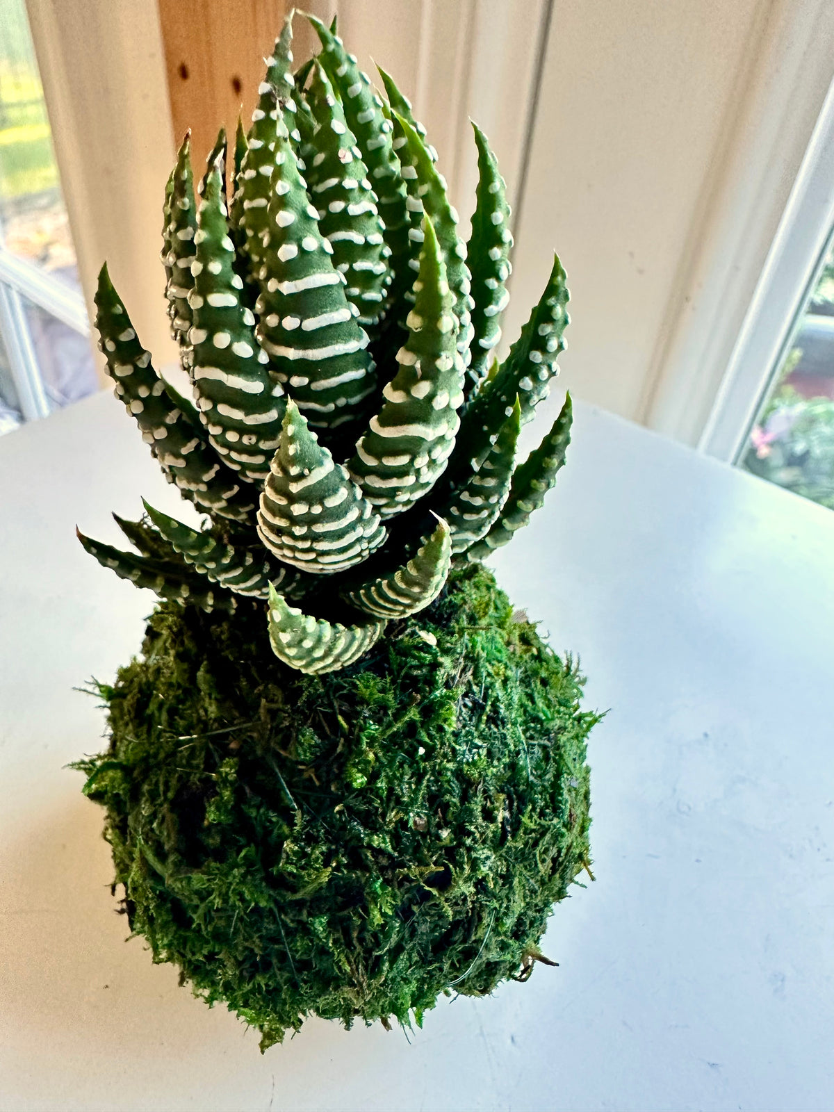 Mini Haworthia Coarctata Kokedama