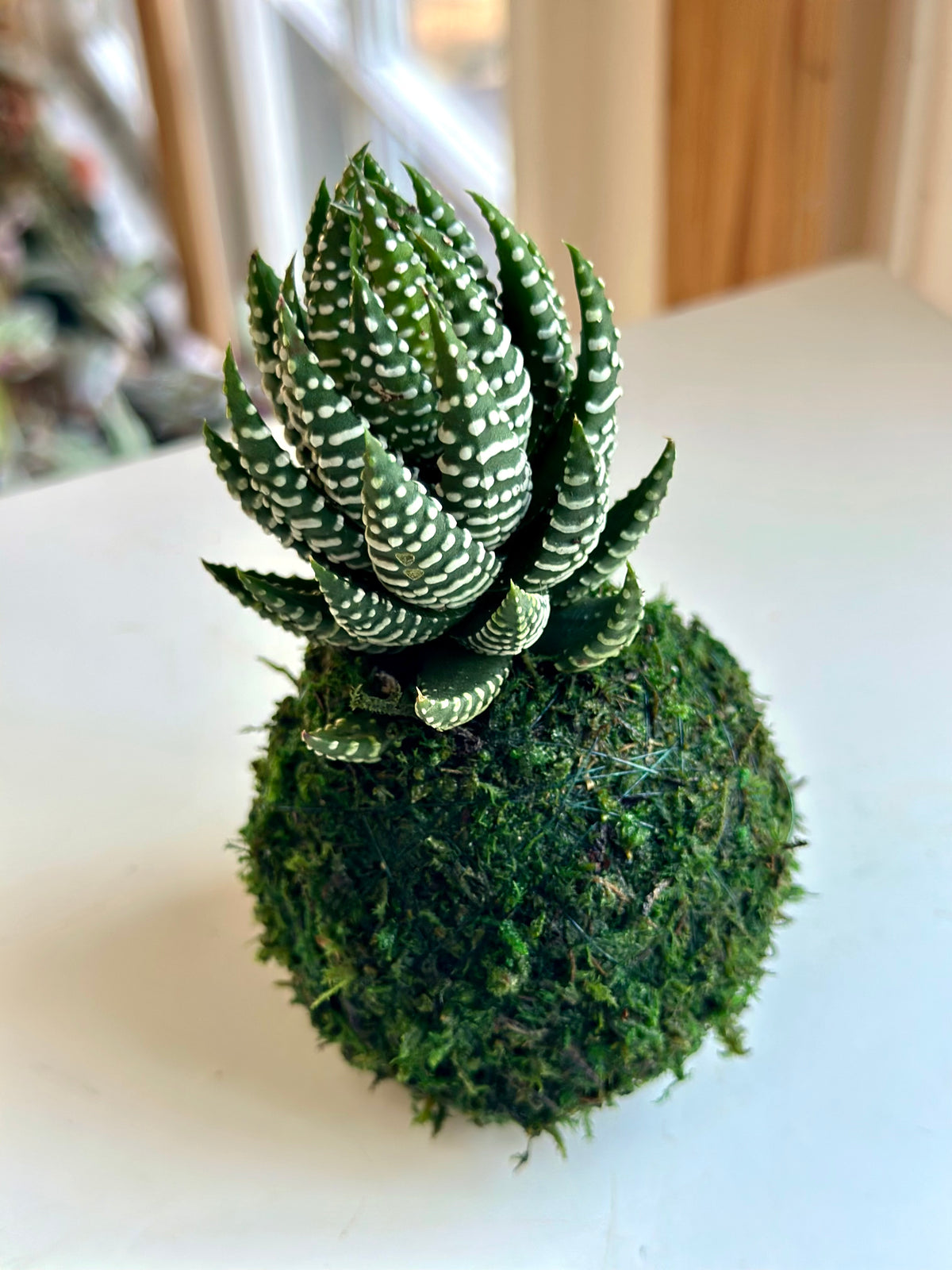 Mini Haworthia Coarctata Kokedama