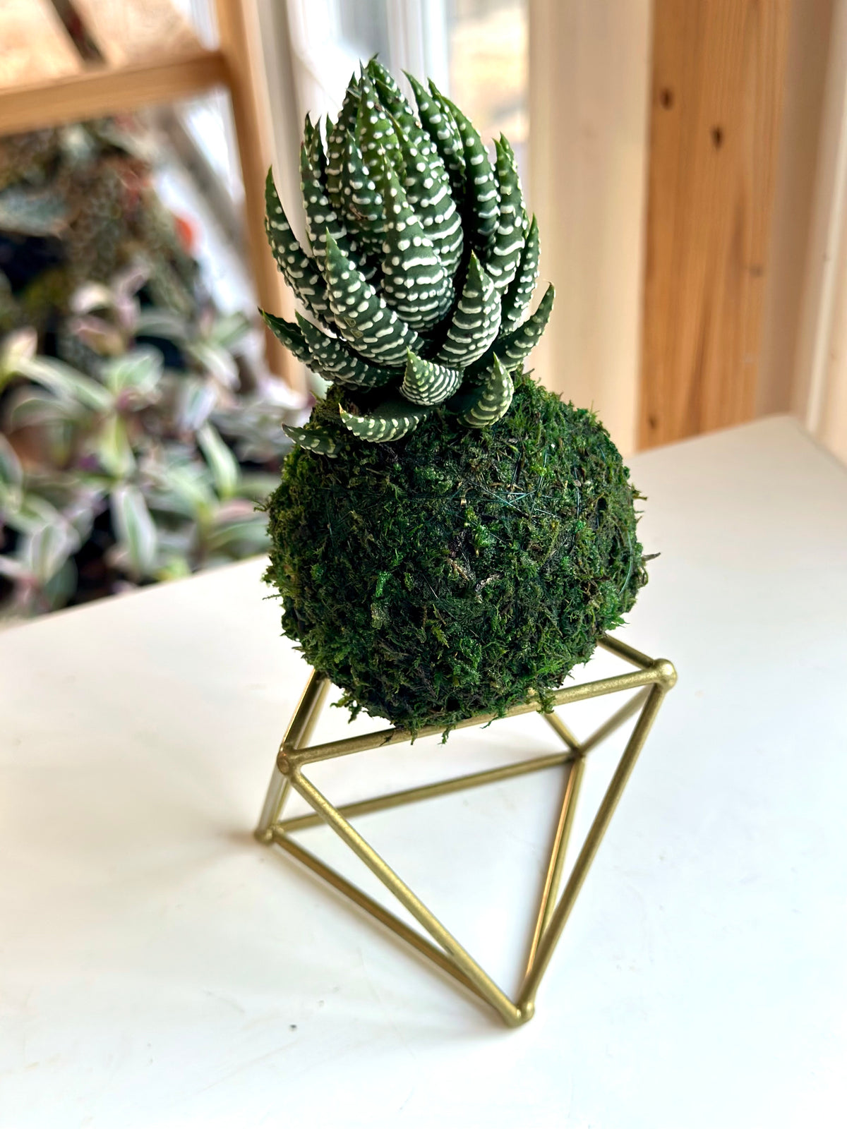 Mini Haworthia Coarctata Kokedama