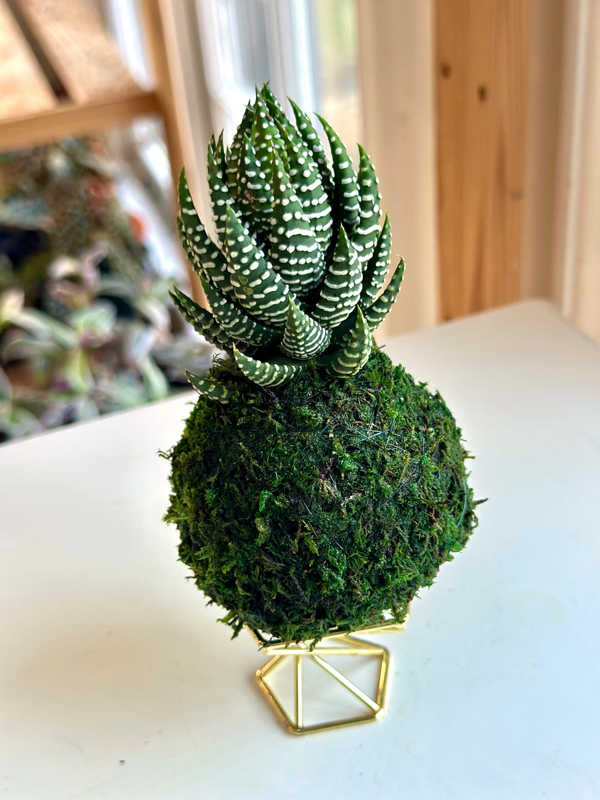 Mini Haworthia Coarctata Kokedama