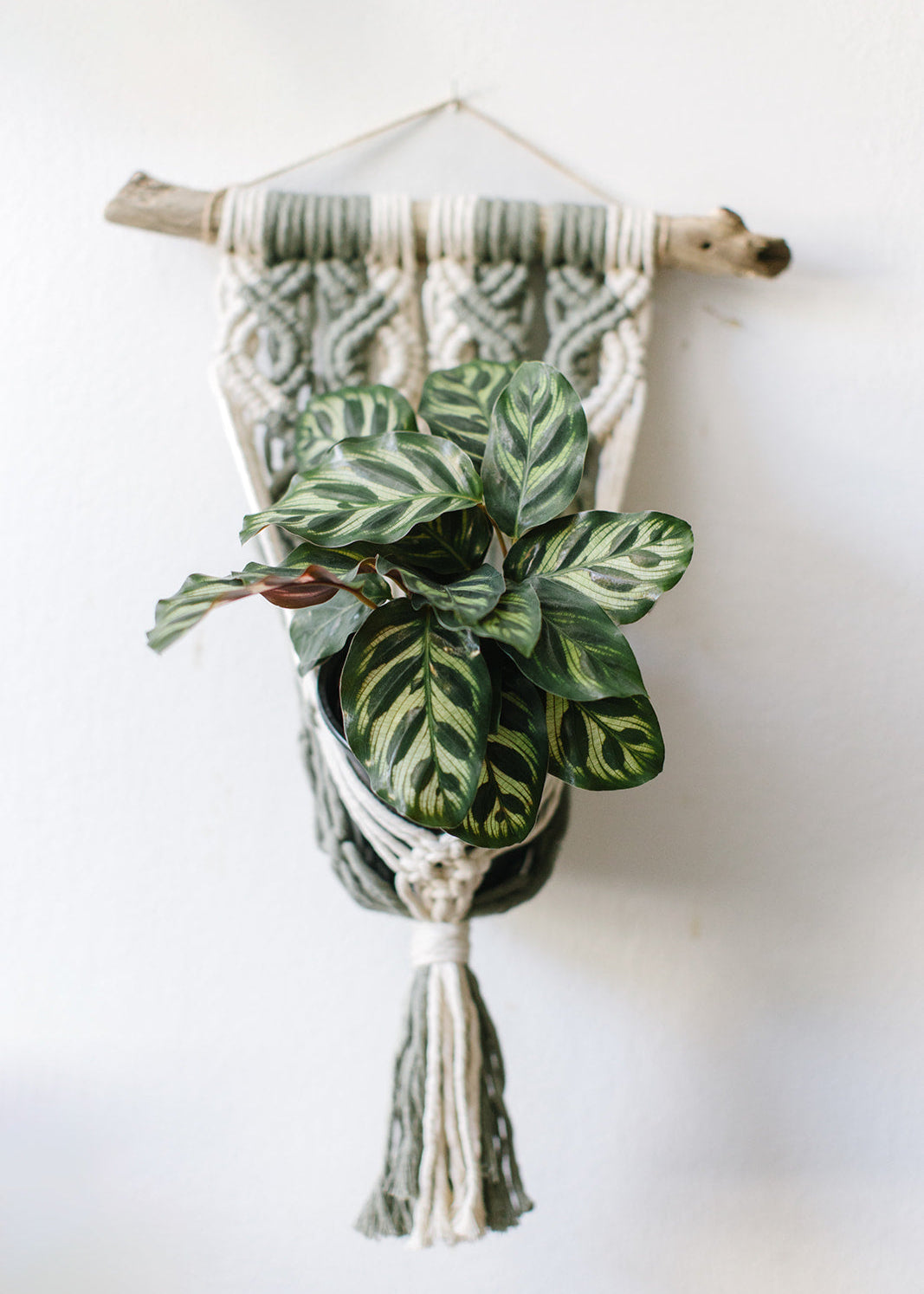 driftwood macrame plant hanger Maria olive driftwood plant holder – Plants & What Knot