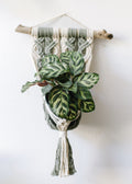 Maria olive driftwood plant holder