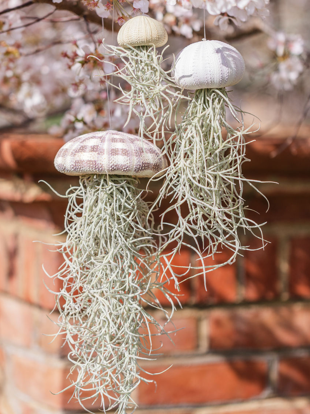 3-pack Spanish Moss Jellyfish Family – Plants & What Knot