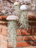 3-pack Spanish Moss Jellyfish Family