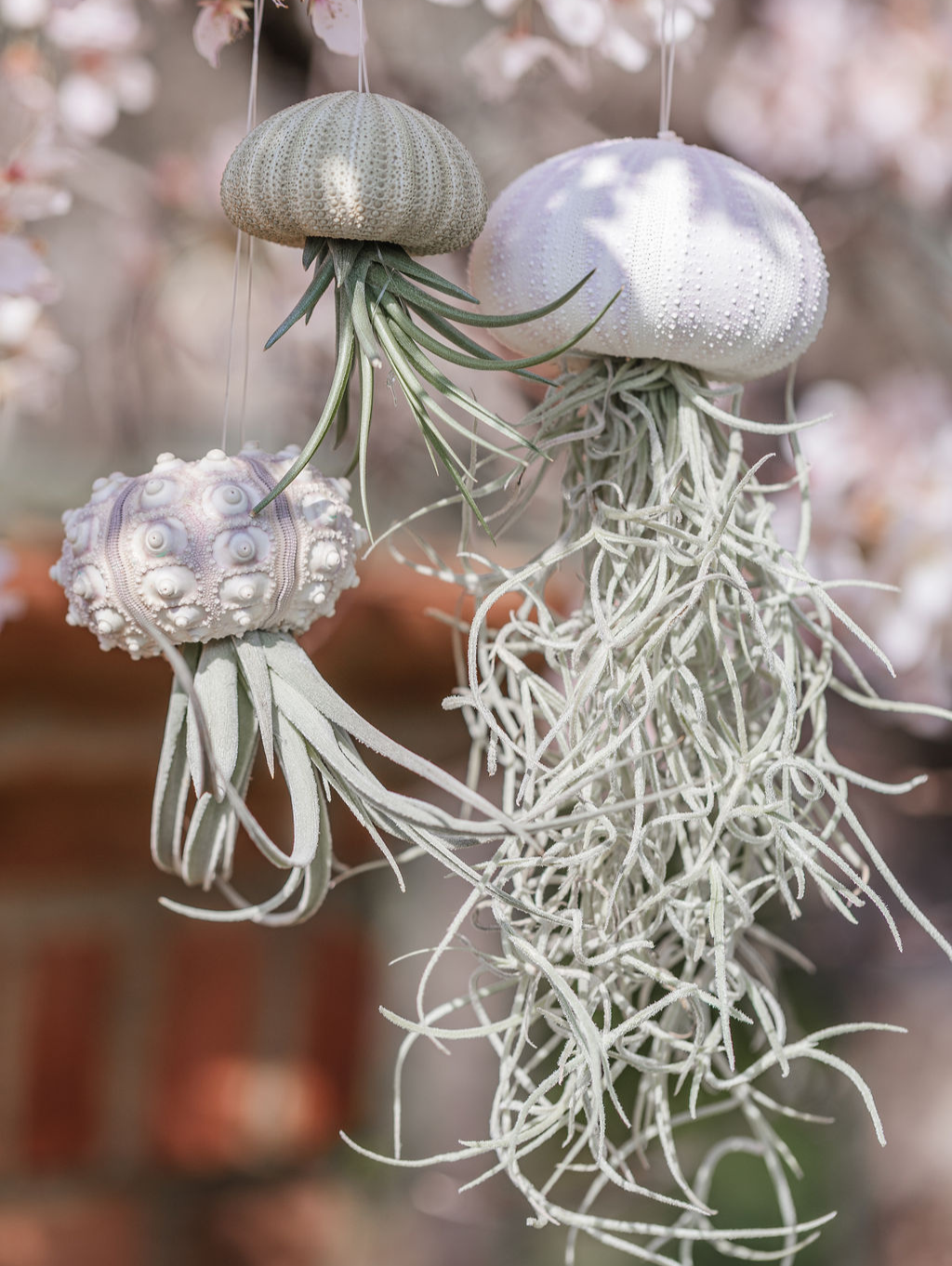 tillandsia jellyfish air plant 3 pack “Beaumont” Air plant Jellyfish Family – Plants & What Knot