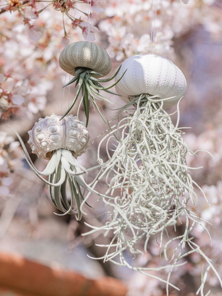 jellyfish air plant near me 3 pack “Beaumont” Air plant Jellyfish Family – Plants & What Knot