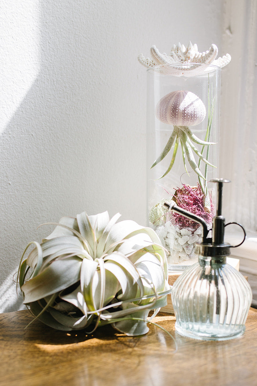 Decorative plants and a glass vase on a wooden surface with a light background