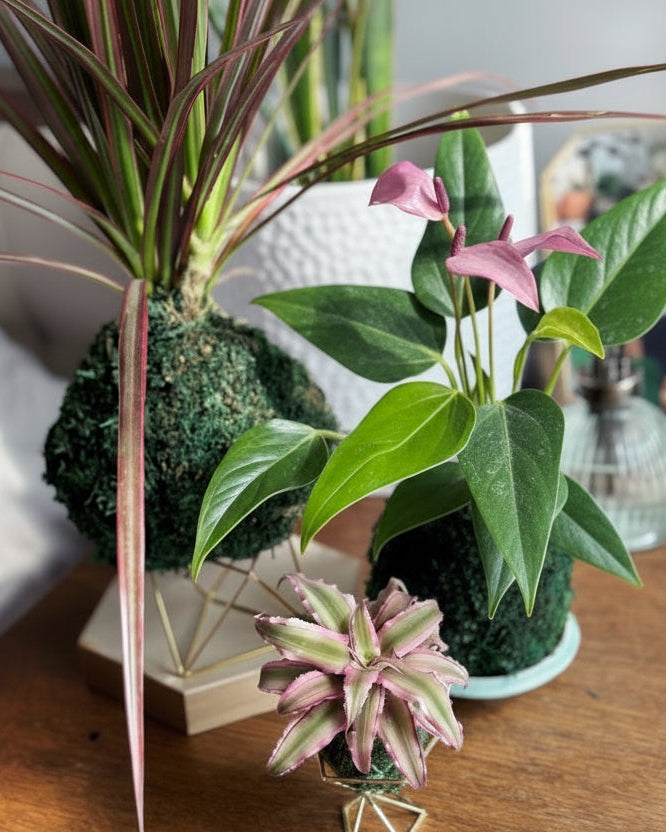 Decorative arrangement of plants on a wooden surface with a blurred background