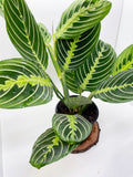 Lemon lime maranta