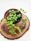 Mini String of Pearls in 2