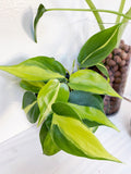 Brasil Philodendron