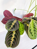 Red Maranta prayer plant