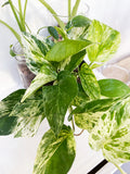 Marble Queen Pothos