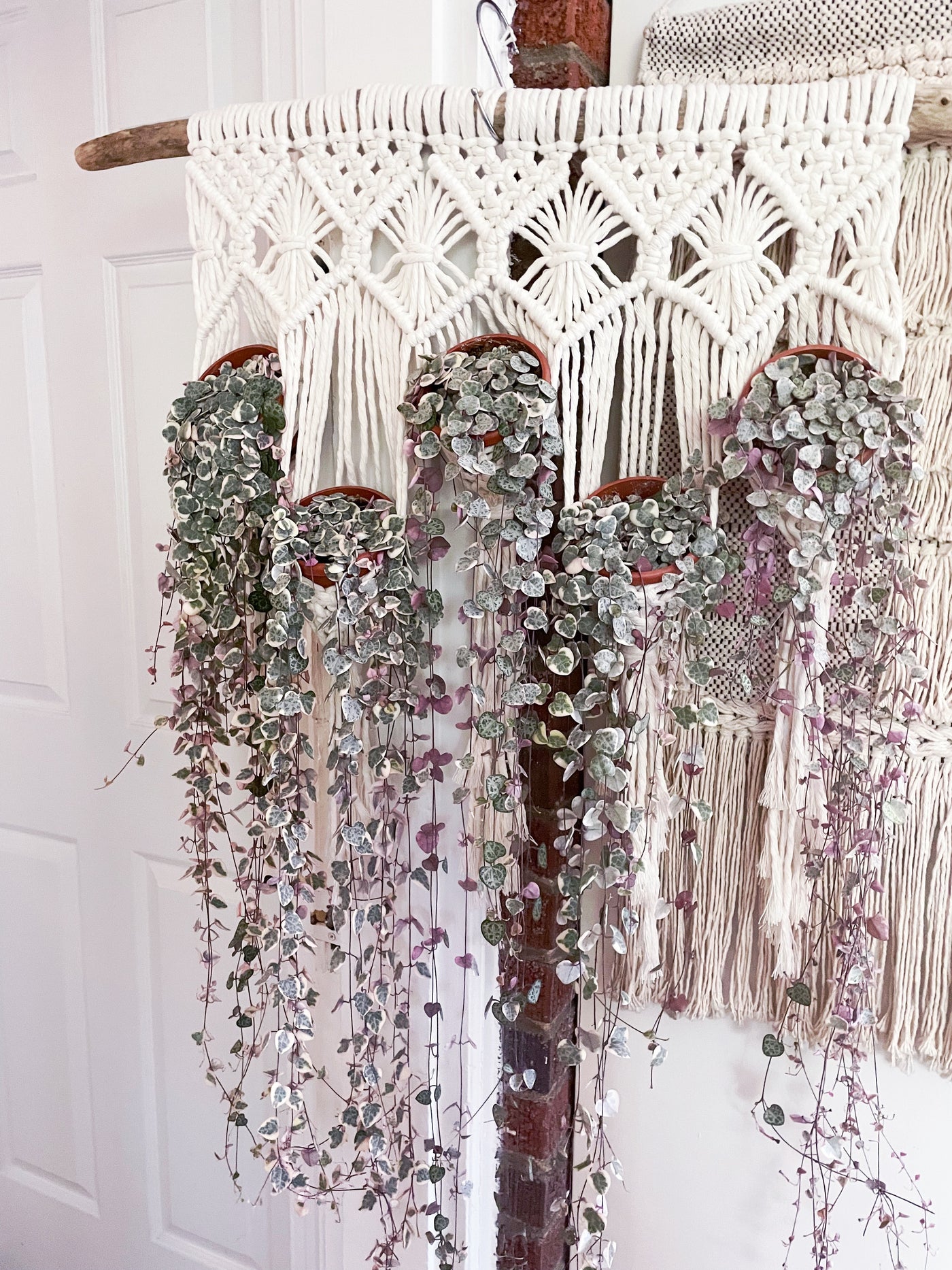 Variegated string of hearts – Plants & What Knot
