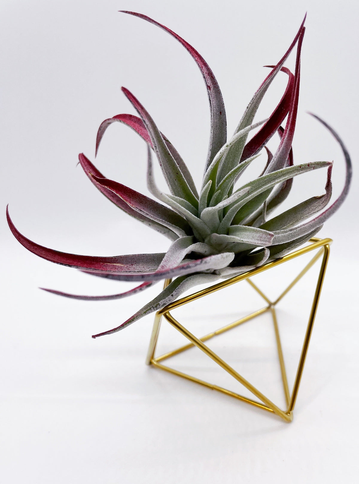 Air plant metal stand - Large