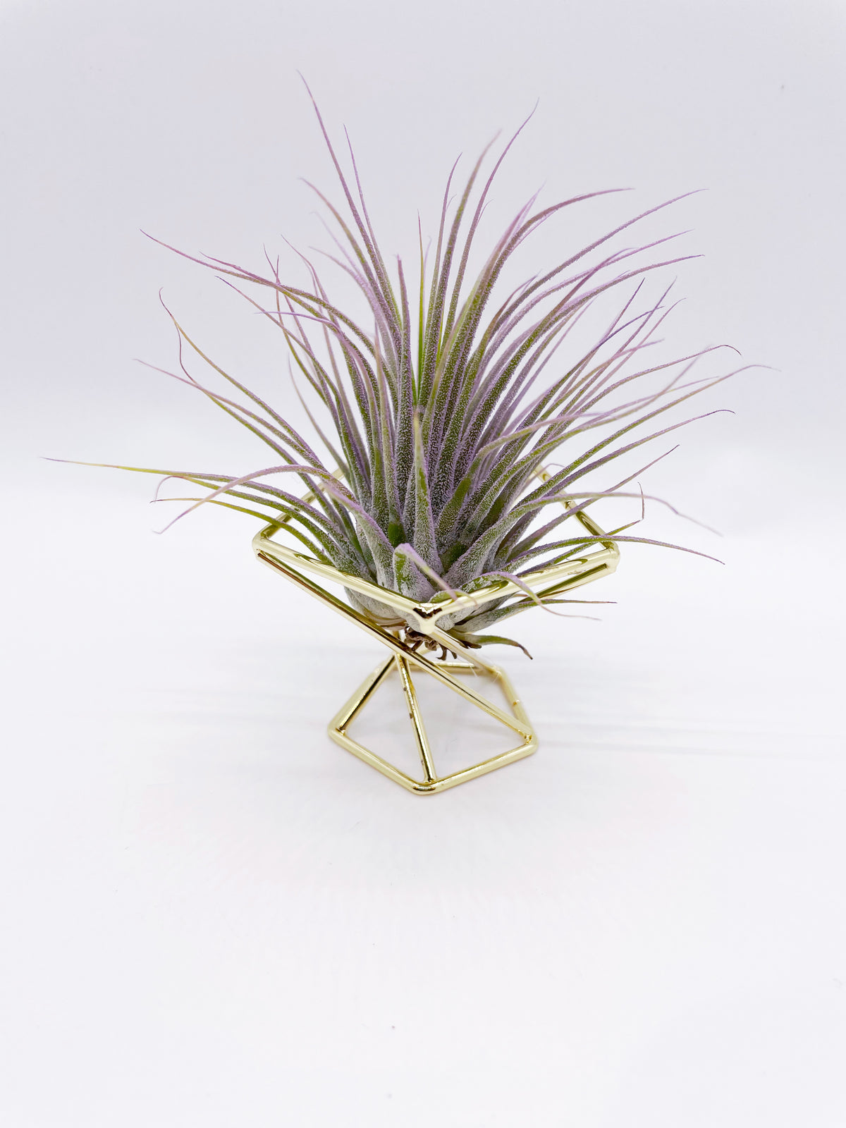 Air plant metal stand - Small