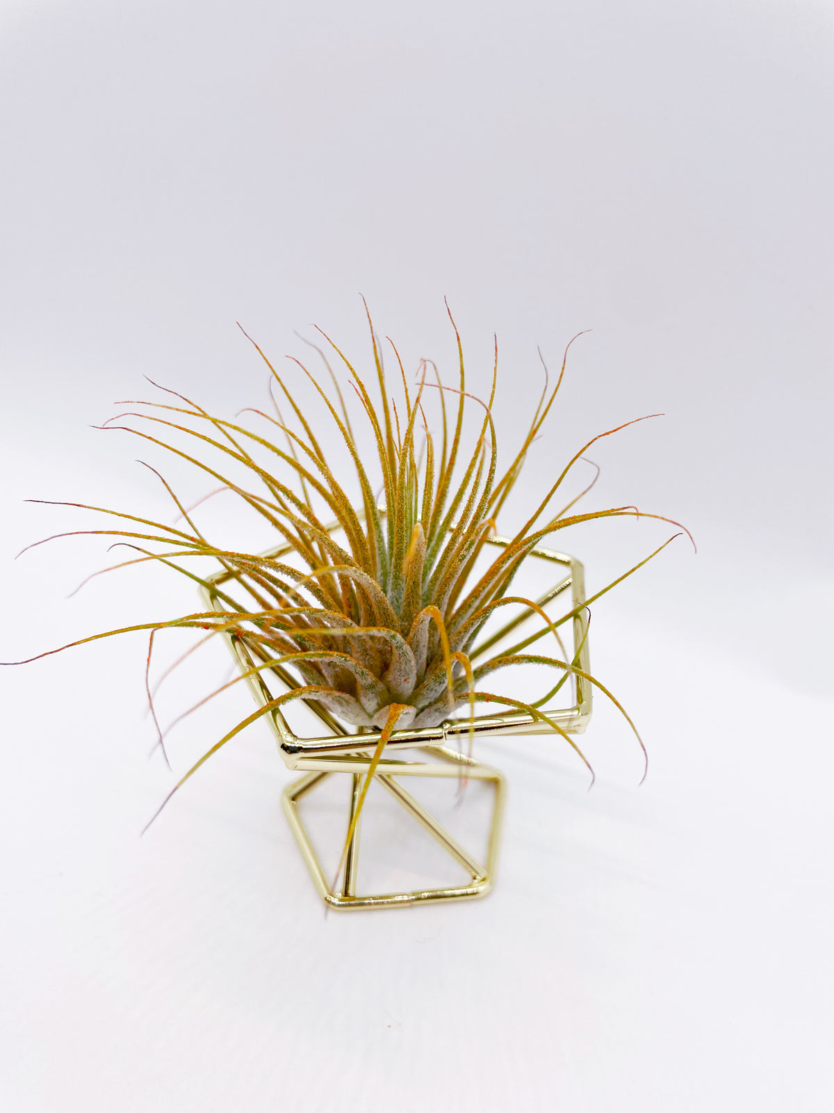 Air plant metal stand - Small