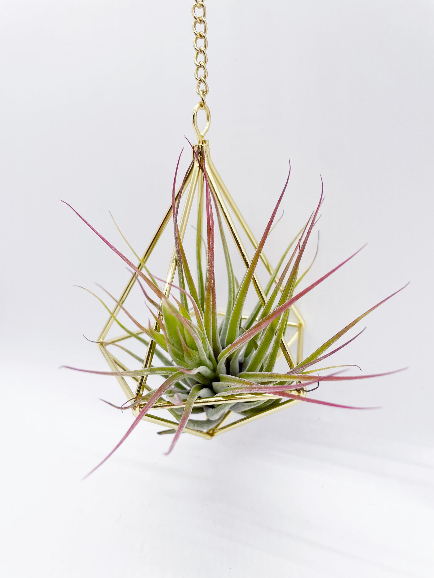 geometric plant hanger Gold geometric air plant hanger