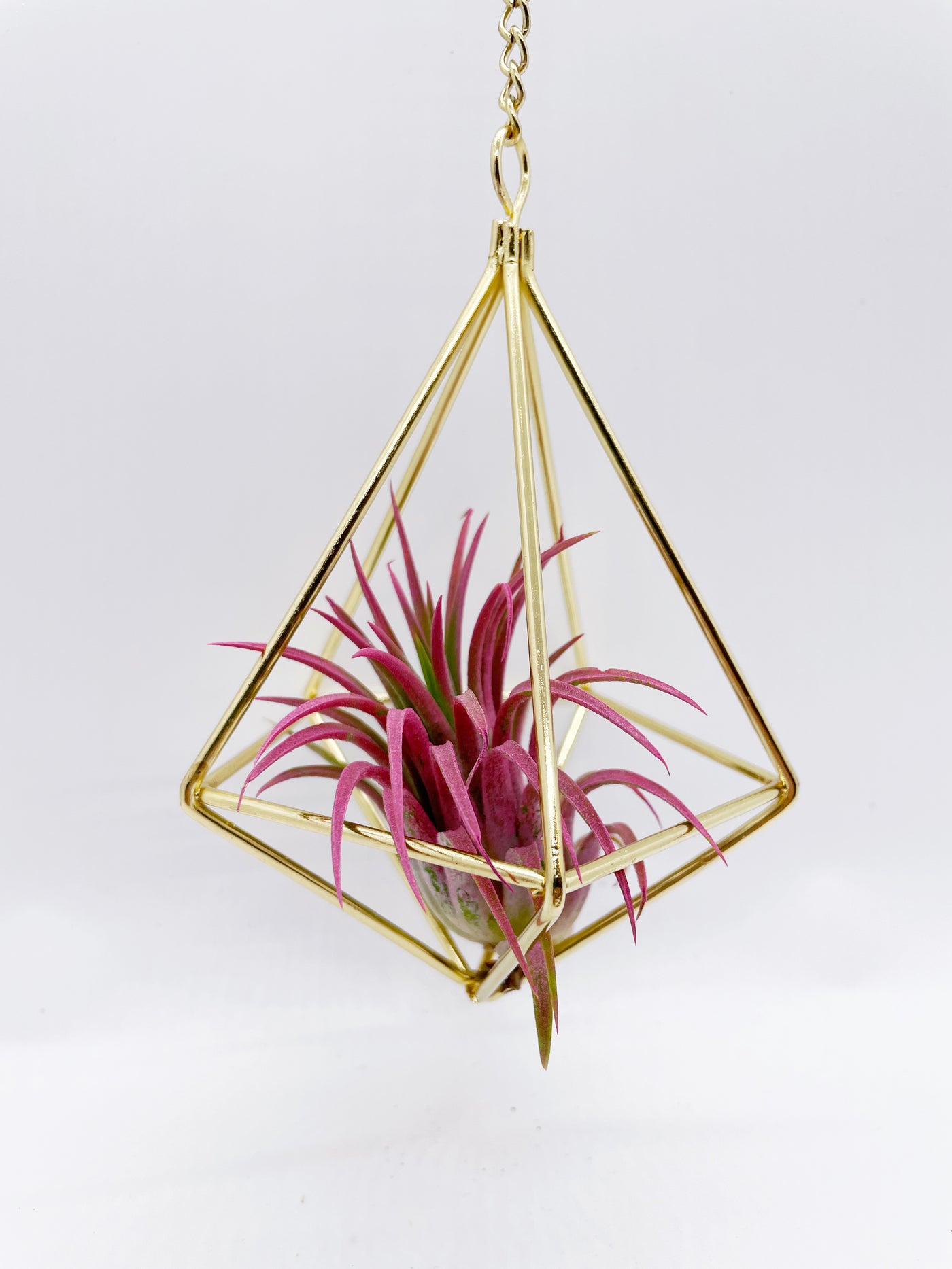 geometric air plant Gold geometric air plant hanger