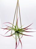 Geometric air plant hanger - Large