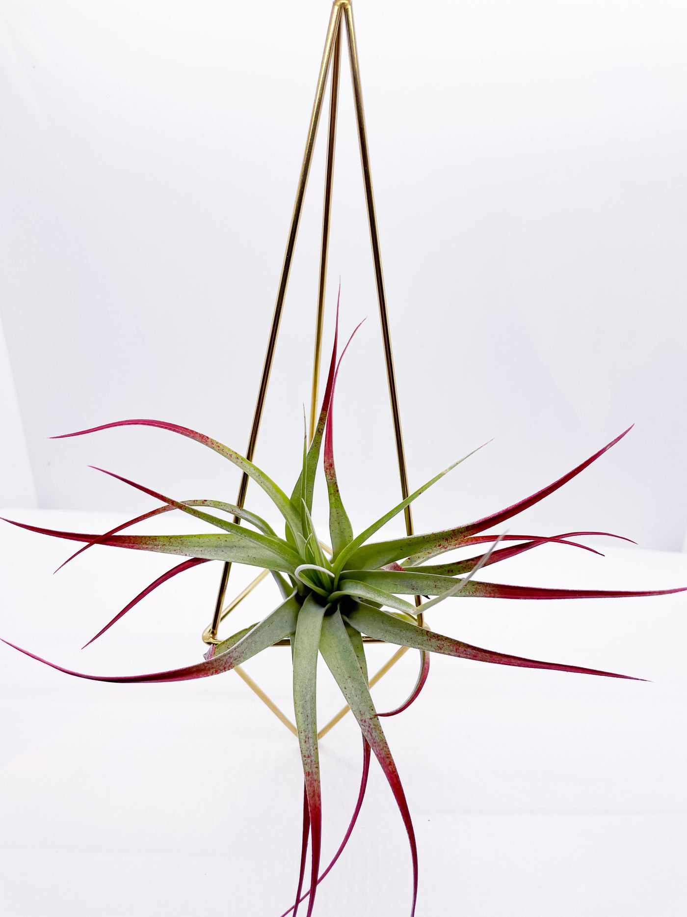 geometric air plant hanger Geometric air plant hanger