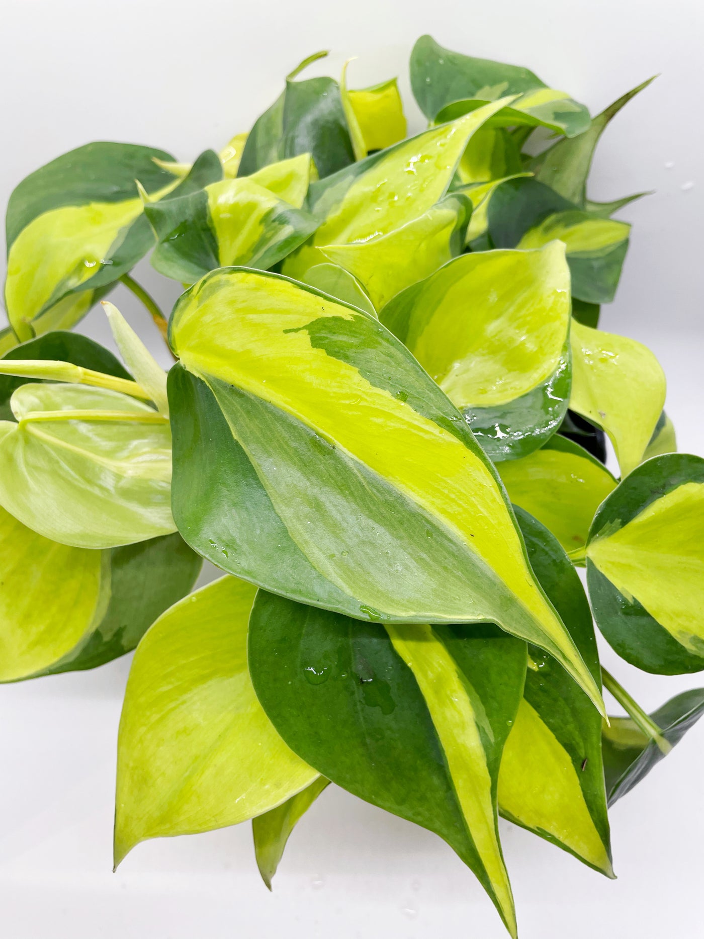 philodendron brasil varieties Brasil Philodendron – Plants & What Knot
