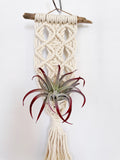 Debbie small driftwood macrame wall plant hanger