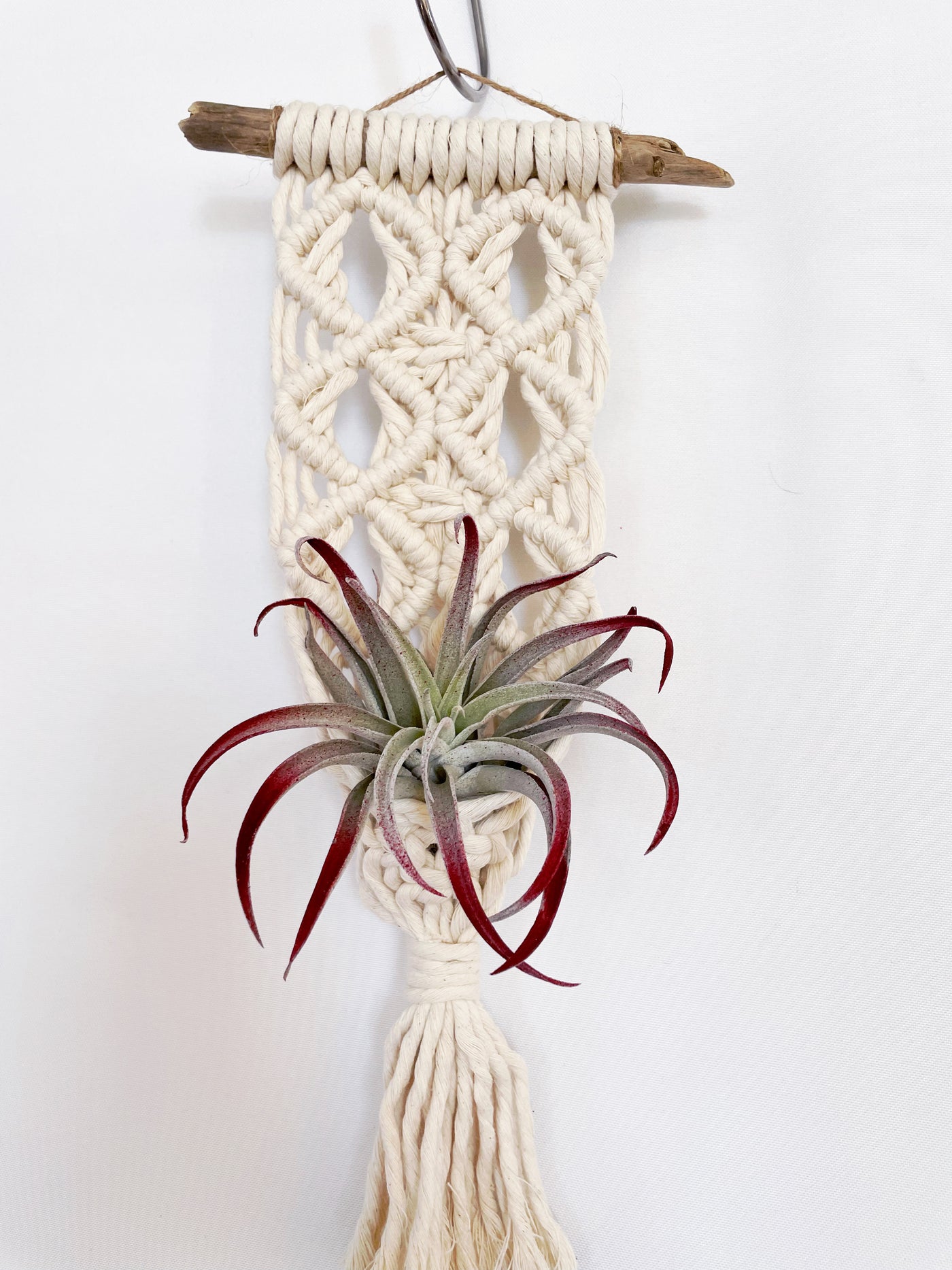 driftwood macrame plant hanger Debbie small driftwood macrame wall plant hanger – Plants & What Knot