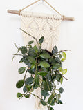Helena driftwood macrame wall plant hanger