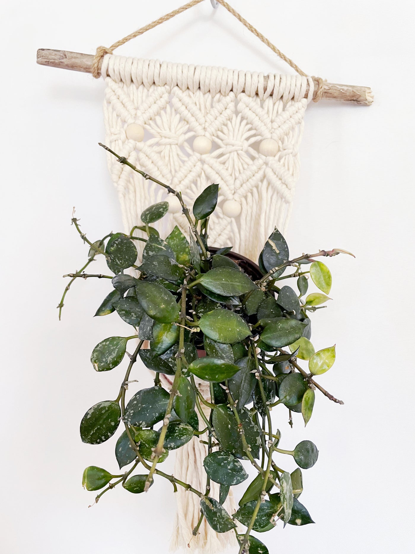 driftwood hanging planter Helena driftwood macrame wall plant hanger – Plants & What Knot