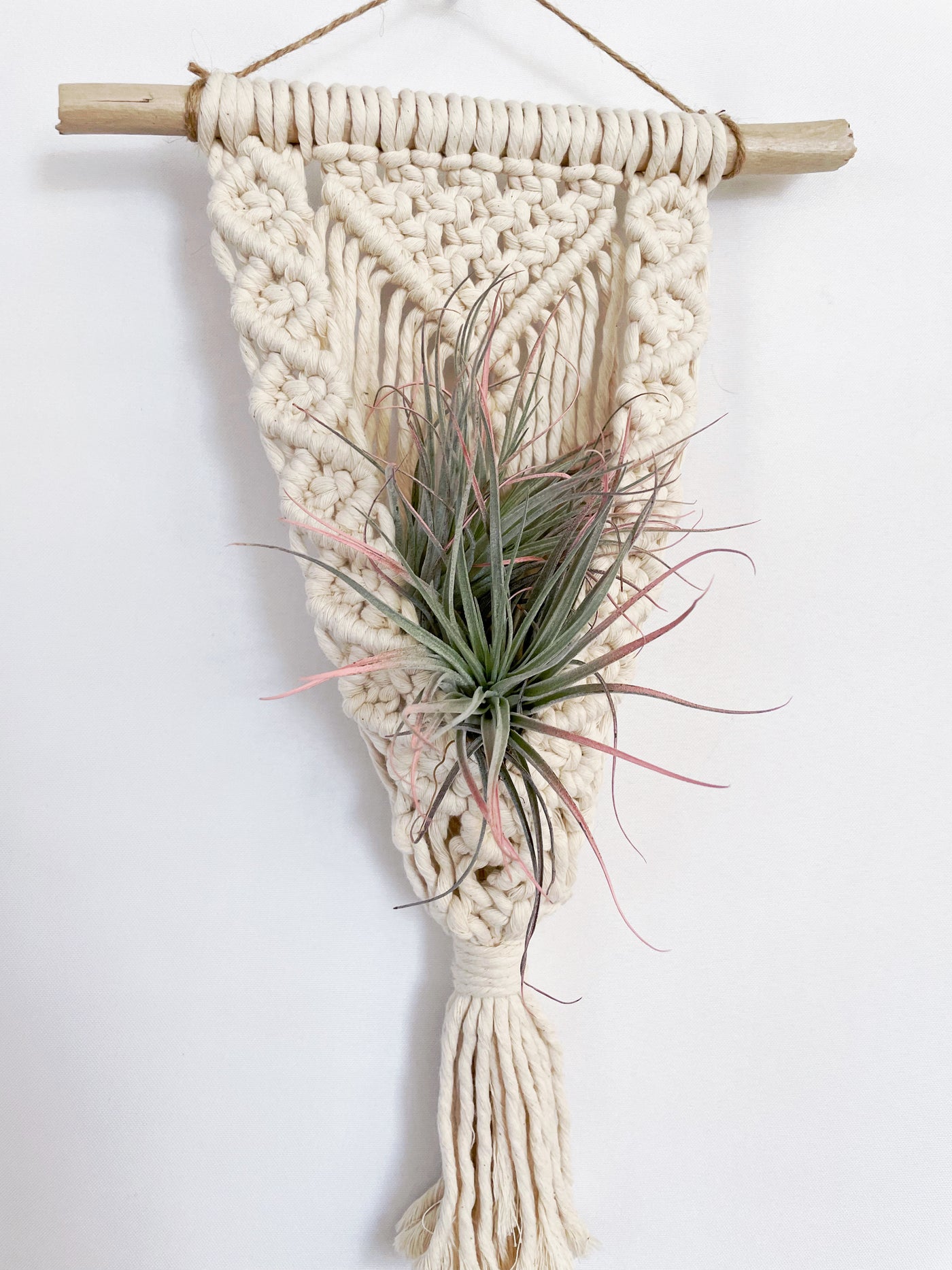 driftwood macrame plant hanger Jennifer driftwood macrame wall plant hanger – Plants & What Knot