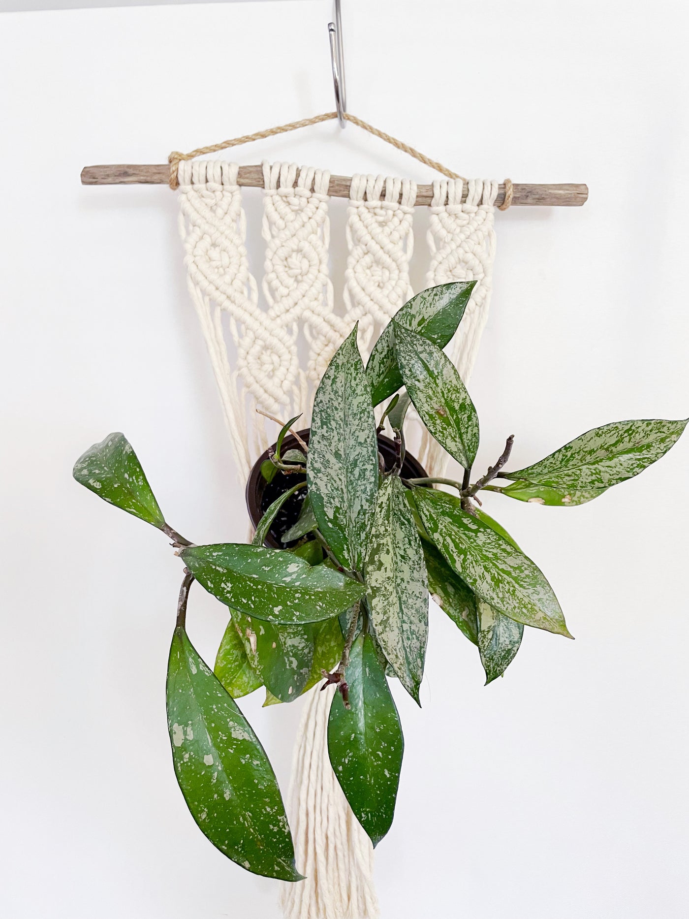 macrame plant hanger driftwood Maria large driftwood macrame wall plant hanger – Plants & What Knot