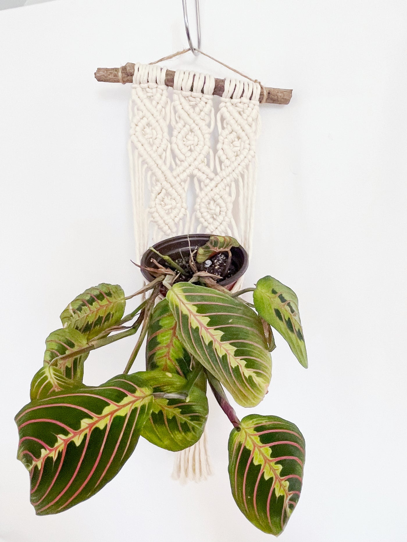 driftwood macrame plant hanger Maria small driftwood macrame wall plant hanger – Plants & What Knot