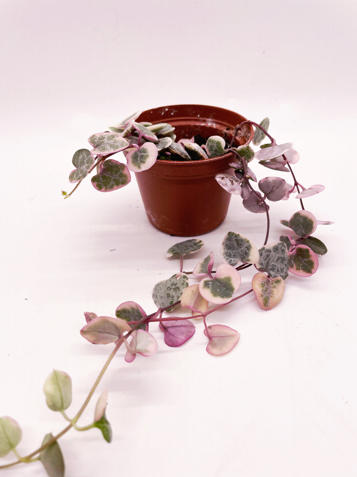 Variegated string of hearts