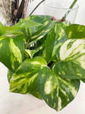 Golden Pothos