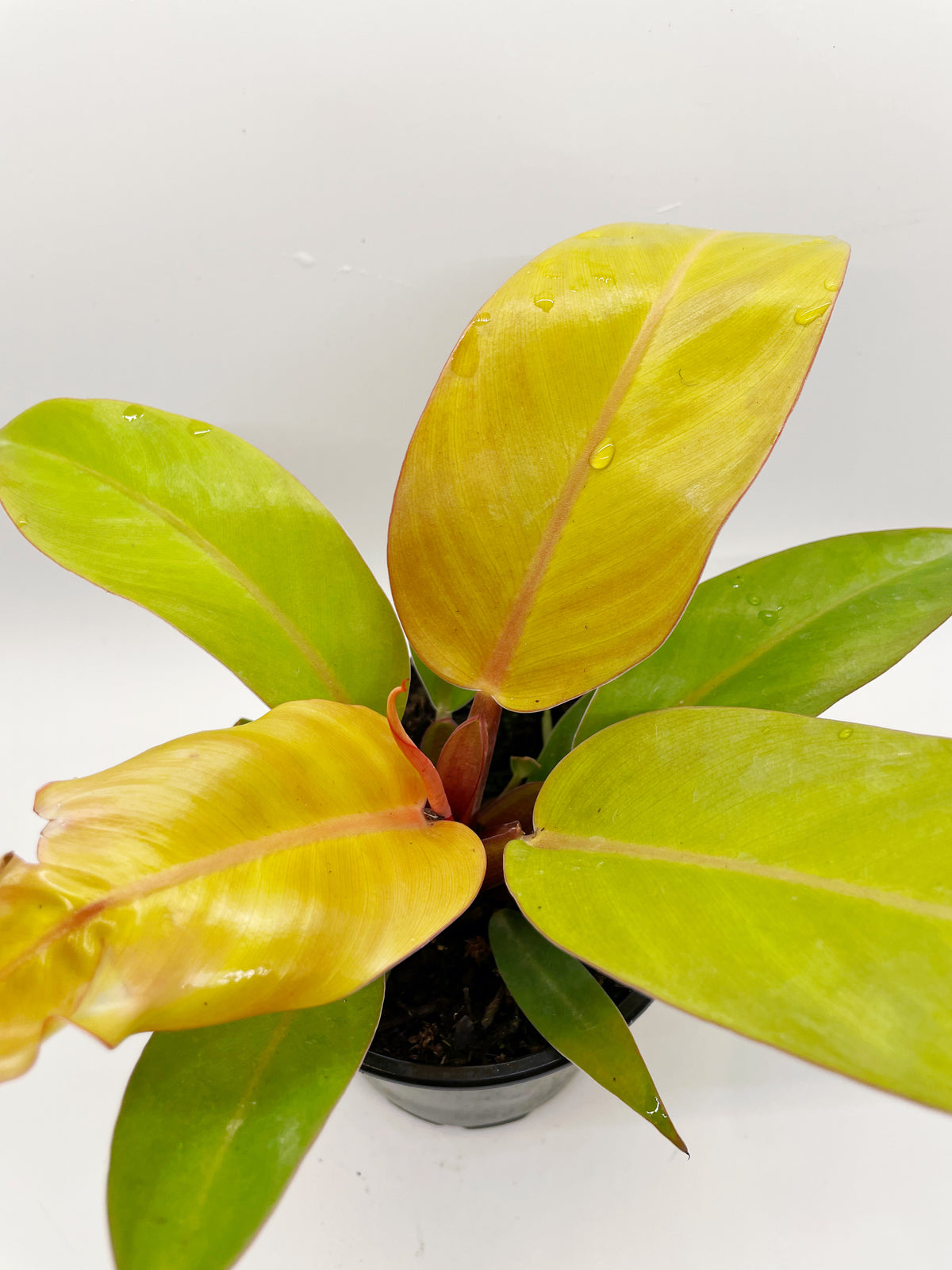 Prince of orange philodendron