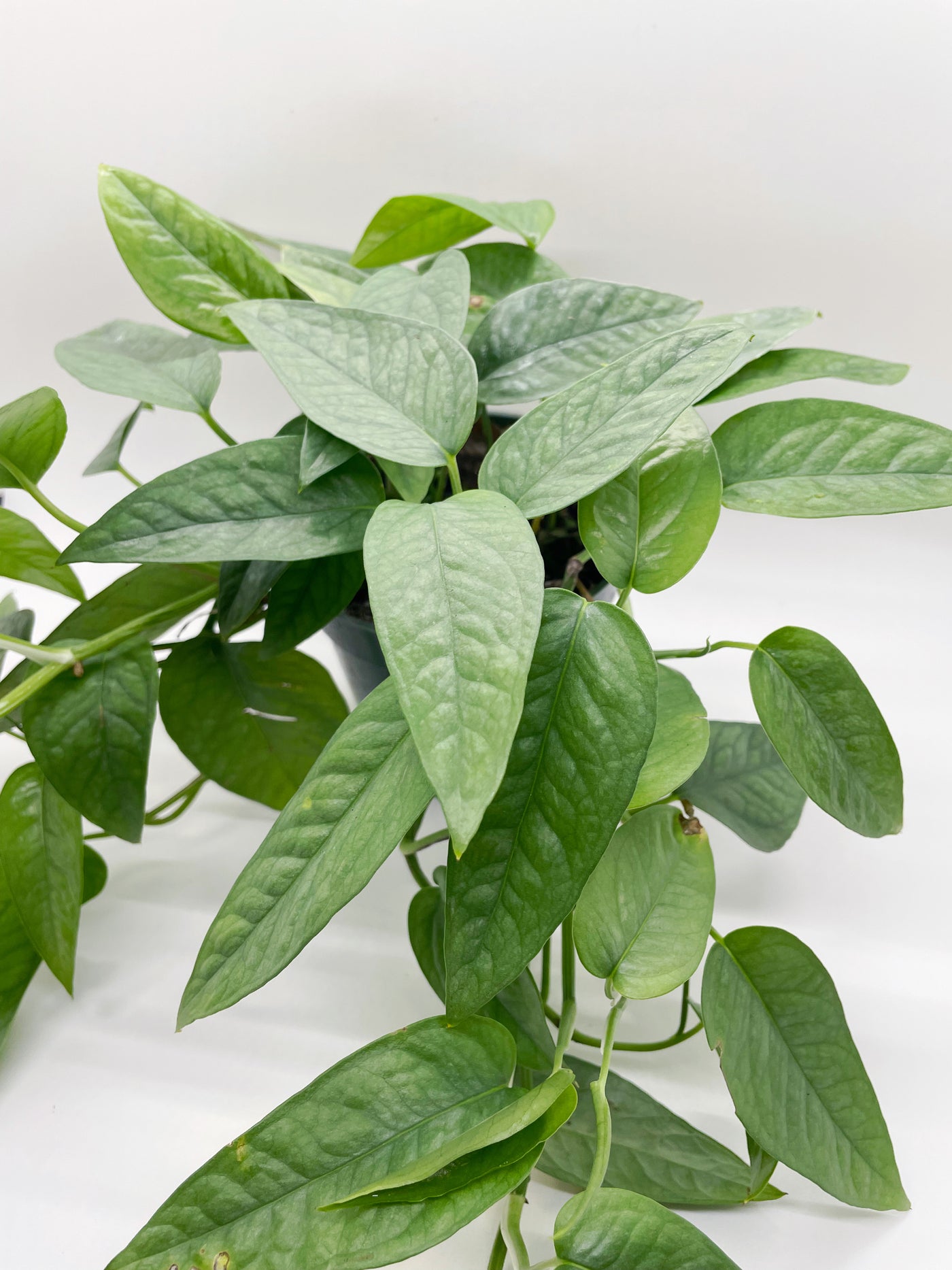 Cebu Blue Pothos – Plants & What Knot