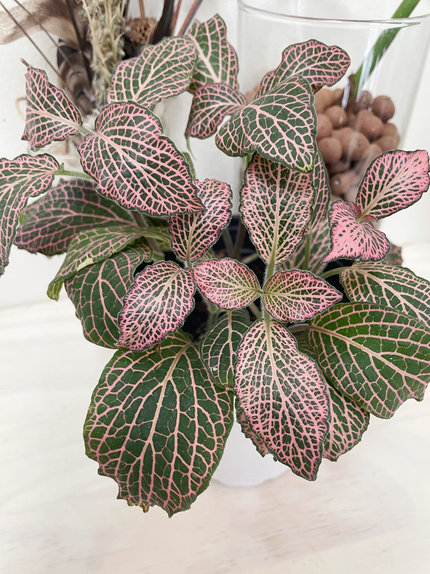 15+ Pink Green Plant Pink Nerve Plant