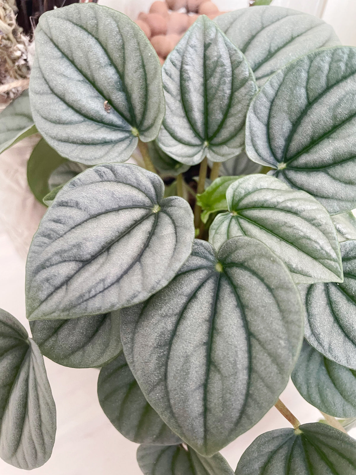 Frost peperomia
