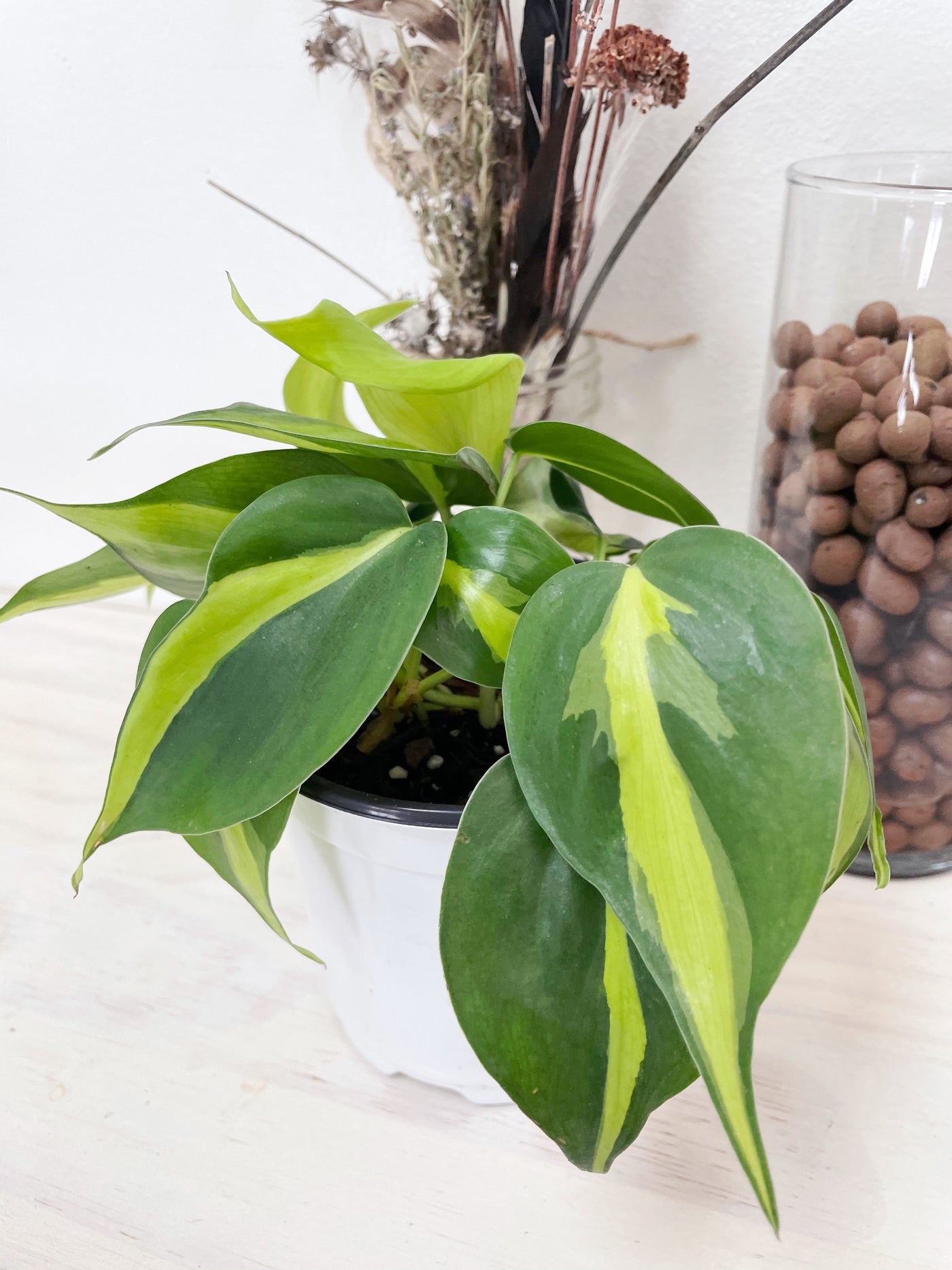 brasil philodendron watering Brasil Philodendron – Plants & What Knot