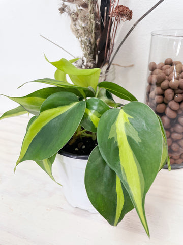 brazil vs rio philodendron Brasil Philodendron – Plants & What Knot